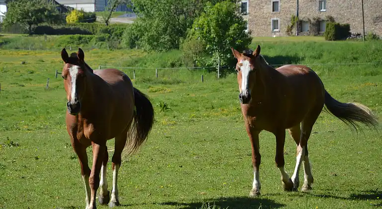 Holiday home in Longvilly