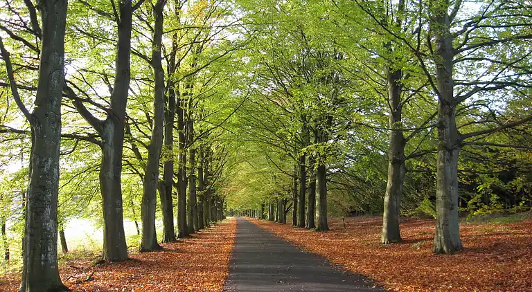 Sommerhus i Houffalize