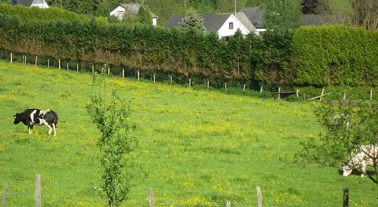 Sommerhus i Houffalize