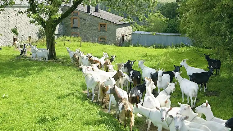 Apartment in Vielsalm