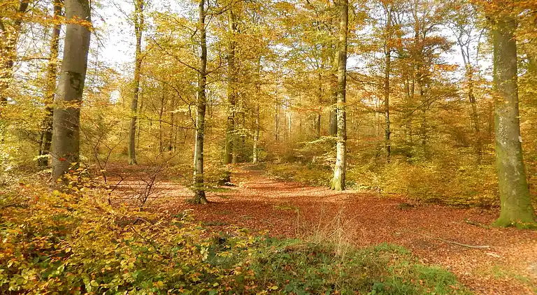 Appartement in Sensenruth