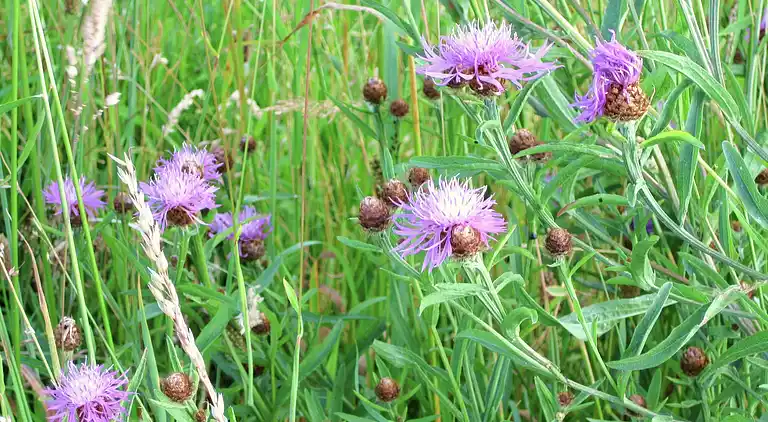 Sommerhus i Jehonville