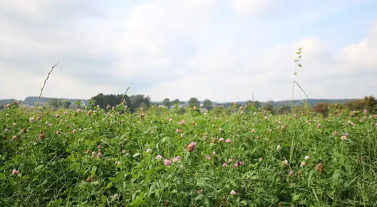 Cottage in Jehonville