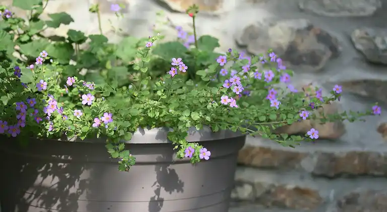 Cottage in Jehonville