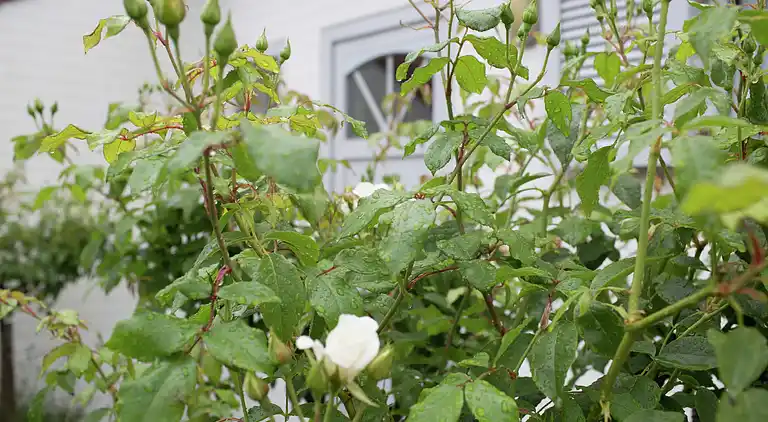 Sommerhus i Klemskerke