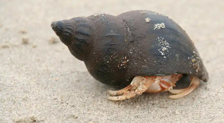 Sommerhus i Klemskerke