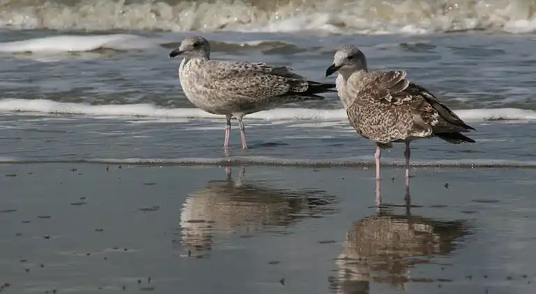 Sommerhus i Klemskerke
