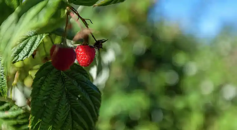 Gårdhus i Westvleteren