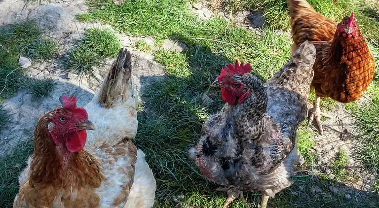 Gårdhus i Westvleteren