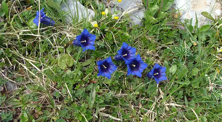 Sommerhus i Kandergrund