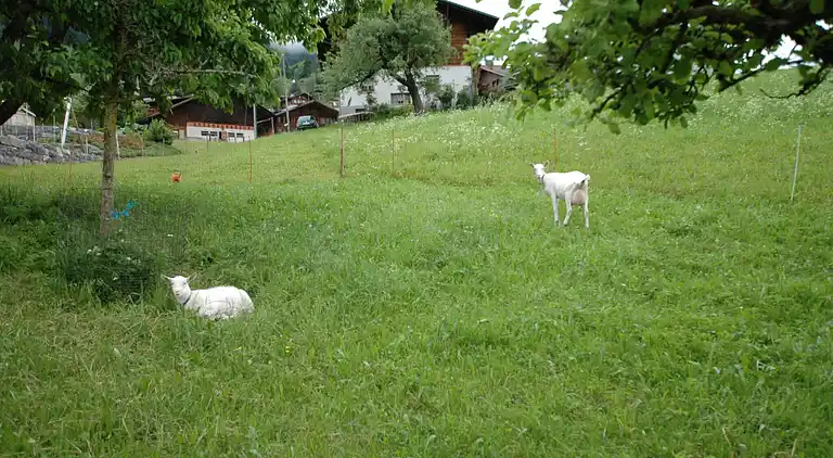 Ferielejlighed i Scharnachtal