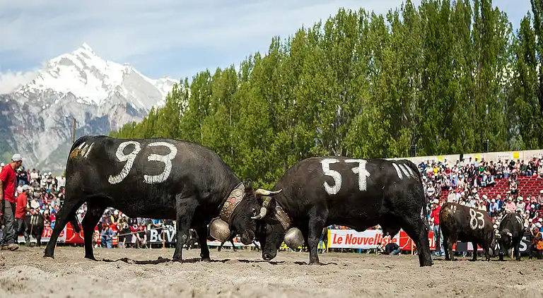 Apartment in Rosswald