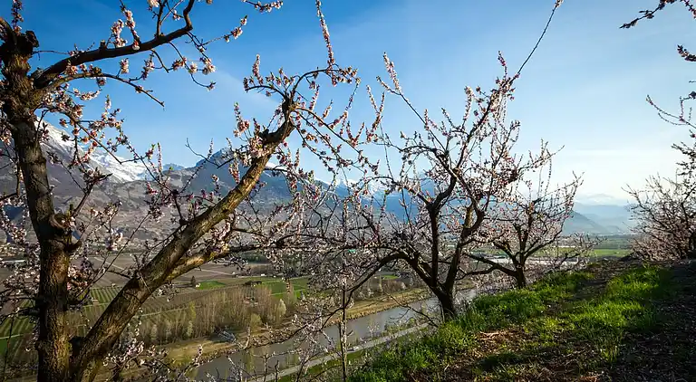 Ferielejlighed i Grächen