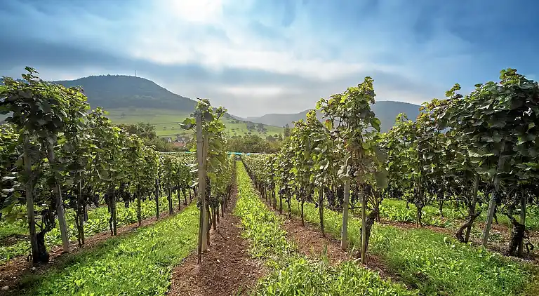 Ferielejlighed i Grächen