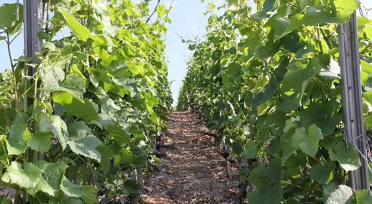 Hytte i Crans-Montana