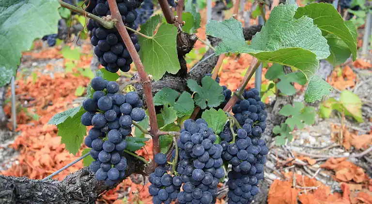 Hytte i Crans-Montana