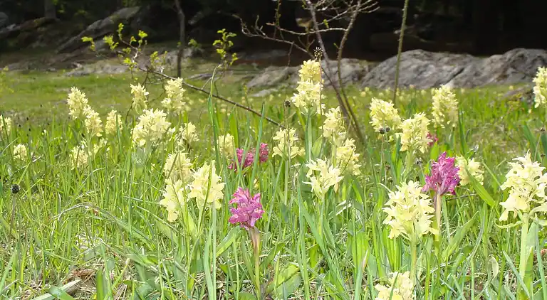 Ferielejlighed i Fiesch