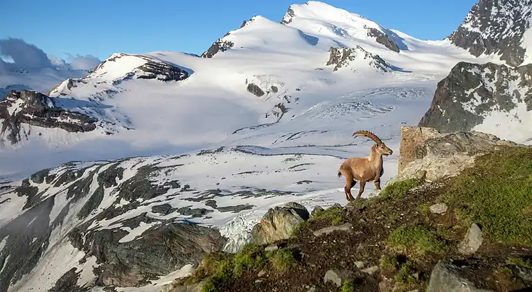 Cottage in Grengiols