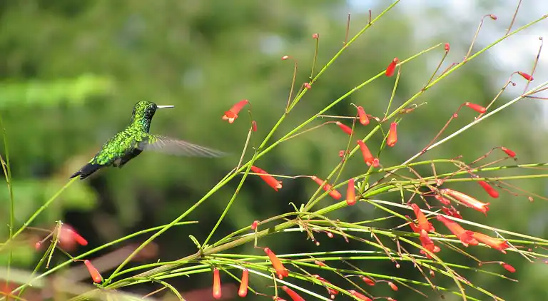 Apartment in Jan Thiel