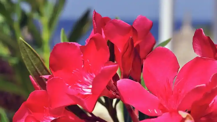 Apartment in Jan Thiel