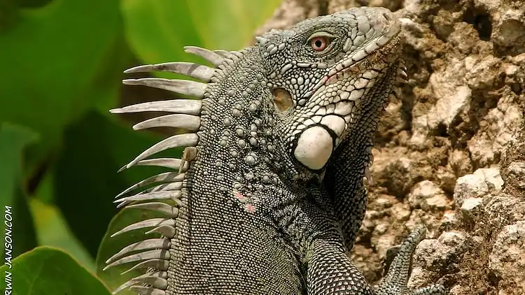 Apartment in Jan Thiel