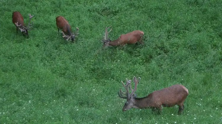 Herregård i Rynartice
