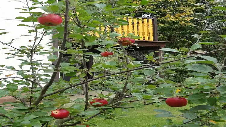 Sommerhus i Čermná