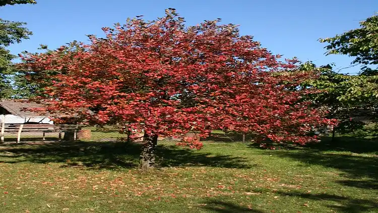 Holiday home in Starobucké Debrné