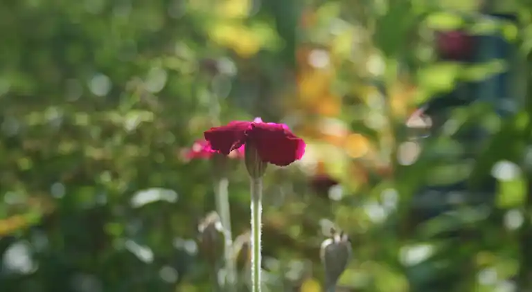 Holiday home in Mittelndorf