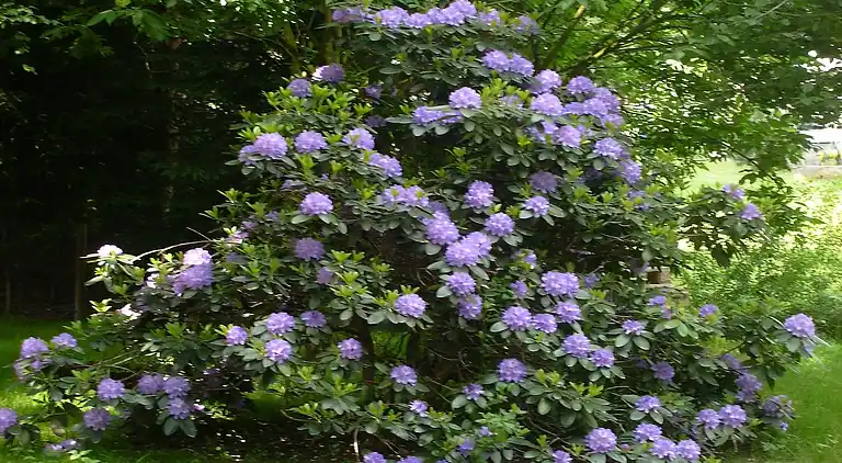 Sommerhus i Falkenstein