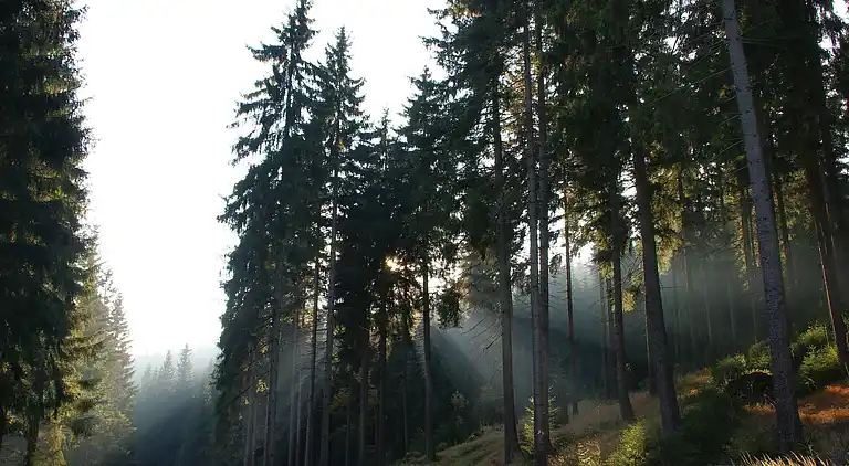Sommerhus i Rechenberg-Bienenmühle
