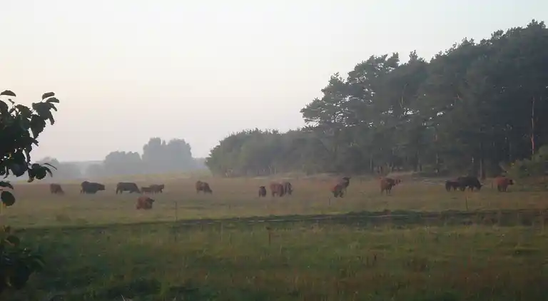 Ferielejlighed i Niewisch