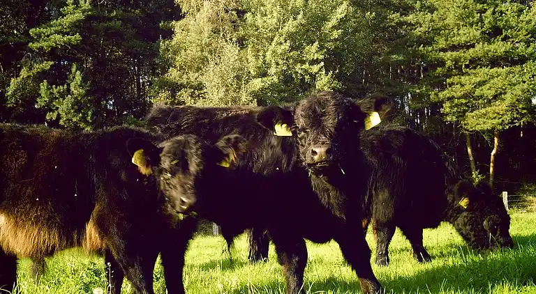 Farm house in Unterlüß