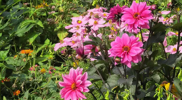 Gårdhus i Langlingen