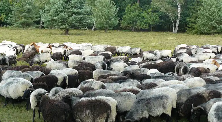Sommerhus i Osterheide