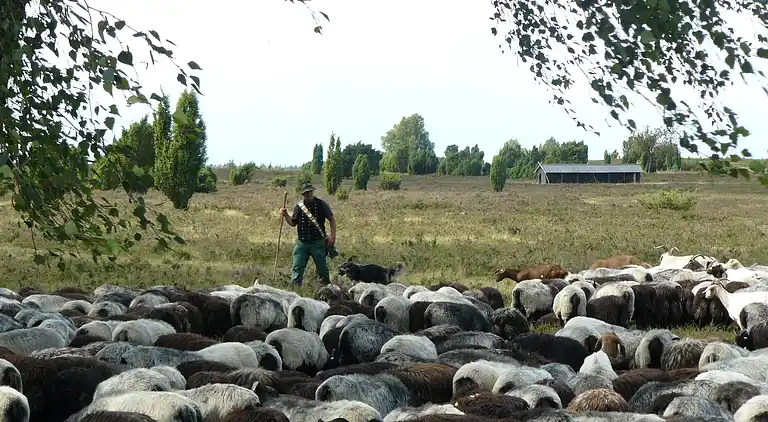 Sommerhus i Osterheide