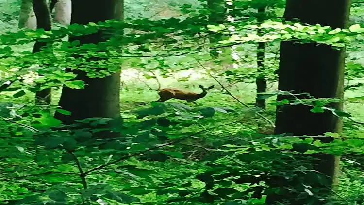 Holiday home in Wilhelmstal