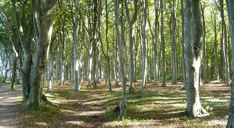 Sommerhus i Schwalenberg