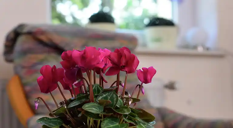 Ferienhaus in Stormbruch