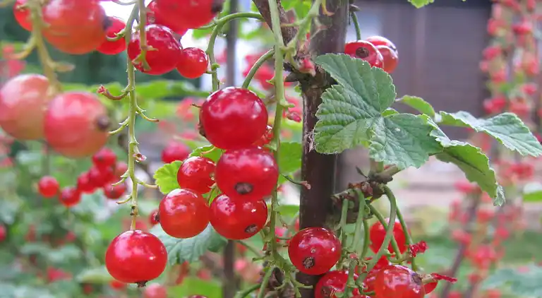 Apartment in Battenberg