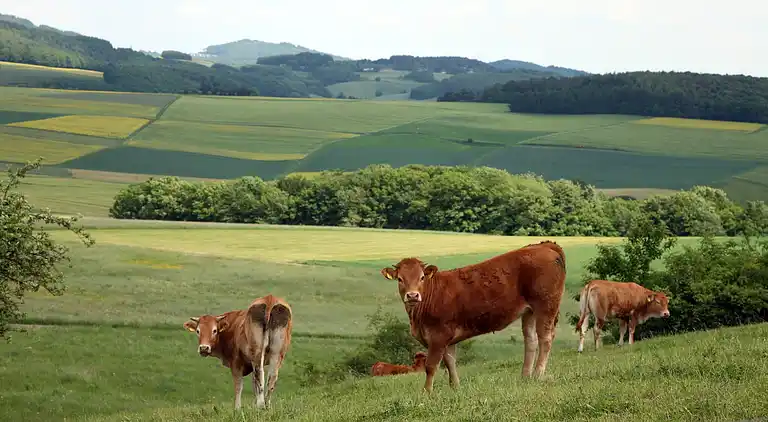 Holiday home in Schuld