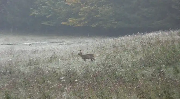 Sommerhus i Gelenberg
