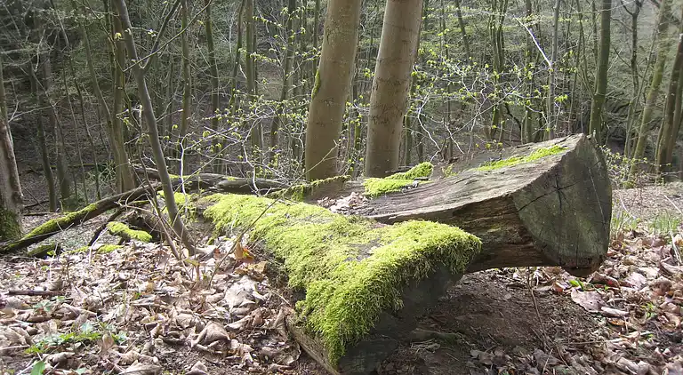 Feriebolig i Gemünd