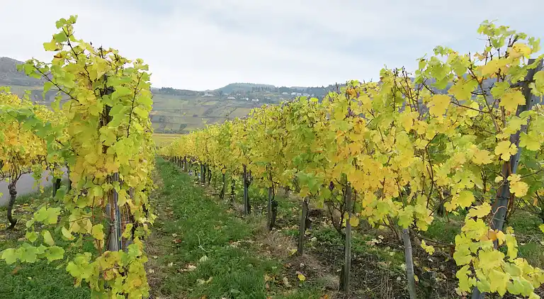 Apartment in Trittenheim