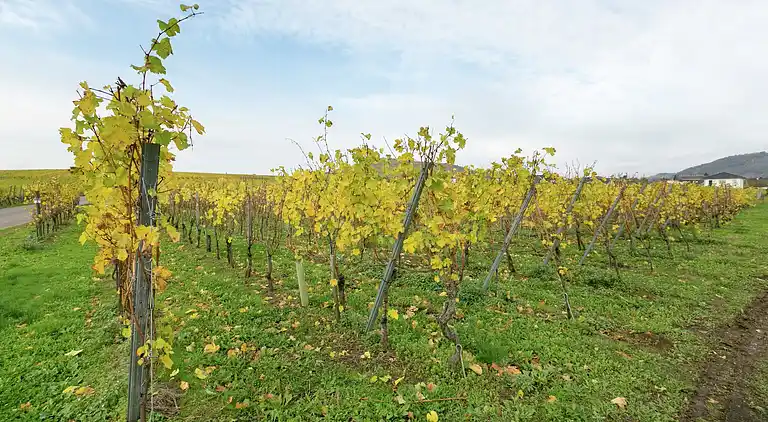 Apartment in Trittenheim
