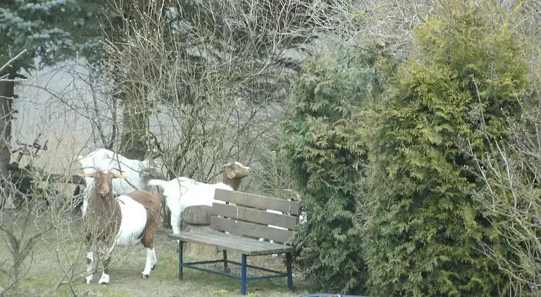 Herregård i Morscheid-Riedenburg
