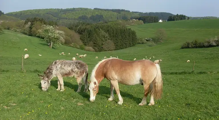 Holiday home in Eckfeld