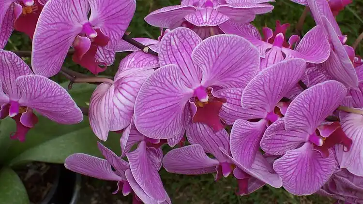 Holiday home in Dierfeld