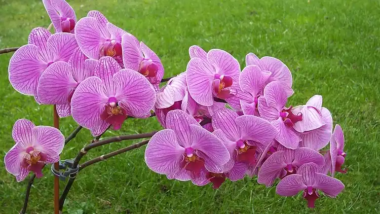 Holiday home in Dierfeld