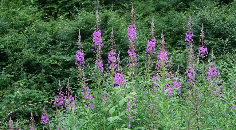 Sommerhus i Ferienhausgebiet Hillenseifen